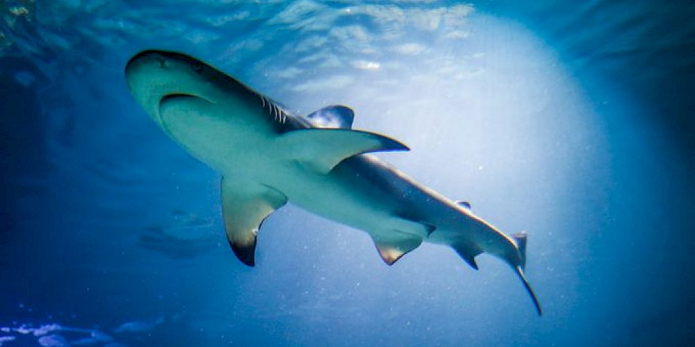 Istria Rentals - Pula Aquarium