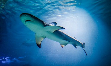 Istria Rentals - Sights - Pula Aquarium