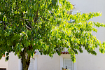 Apartment Emil 2+2 - Istria Rentals